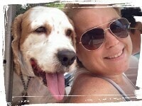 Cavalier Spaniel riding in cart, dog socialization