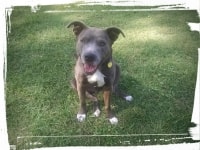 pitbull dog aggression training in Phoenix Az