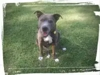 happy pitbull holding a sit-stay