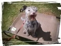 Schnauzer staying put with sit-stay command