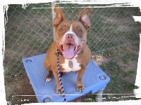 pitbull sitting