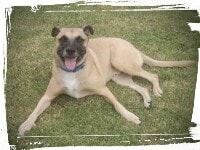 Blackmouth Cur German Shepherd mix laying down, down-stay command