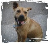 Pitbull smiling for camera, sit-stay command