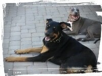 Doberman socializing with pitbull