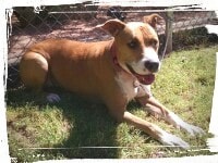 Pitbull laying in grass, down-stay command