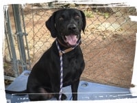 Black Lab smiling on Klimb place sit commands