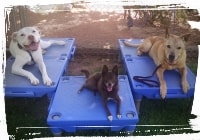 Great Dane, Chihuahua, Lab mix getting along, down-stay command