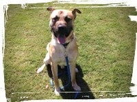 Blackmouth Cur smiling for camera, sit-stay command