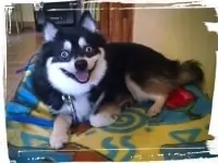 Pomsky staying put with down-stay command