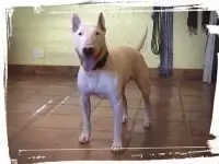 Bull Terrier