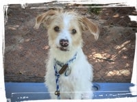 Terrier sitting