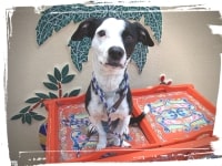 Terrier sitting and staying put atop cart