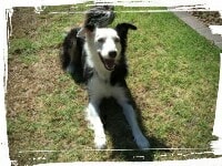 Border Collie laying down, down-stay command