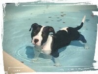 Pitbull playing in pool