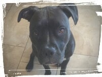 Black pitbull sit-stay in kitchen