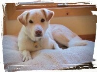 Labrador Husky mix laying on dog bed, down-stay command