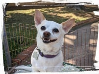 happy chihuahua holding a sit-stay