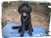 black goldendoodle sit stay