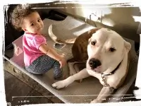 Pitbull laying down next to baby girl