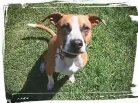 pitbull boxer training