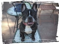 French bulldog sitting on chair