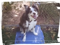 border collie dog training