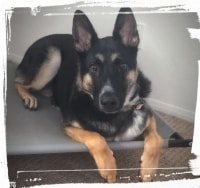 GSD on dog bed, place command