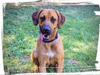 Rhodesian Ridgeback sit-stay command