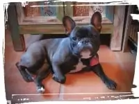 French bulldog laying down, down-stay command