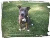 dog aggression training in Phoenix Az