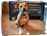 Terrier staying put with down-stay dog obedience training