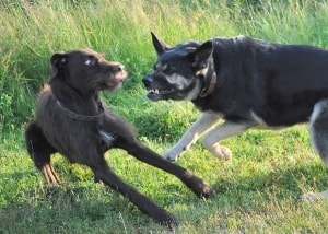 dogs fighting at dog park