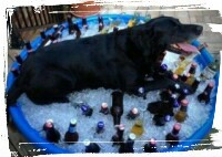 dog cooling of in playpool