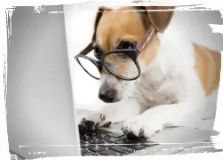 dog reading computer