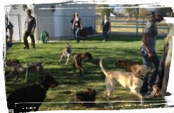 Dogs socializing and playing under proper supervision