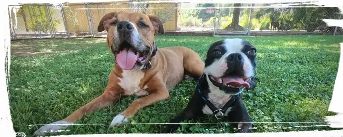 Happy dogs trained in Phoenix