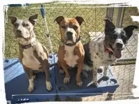 three dogs doing place and sit-stay commands together