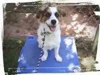 dog doing place and sit-stay commands