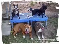 pitbull, boxer, cocker spaniel, chihuahua, terrier socializing in Phoenix