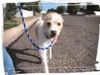 dog walking nicely following on loose leash