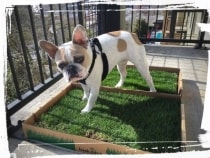 dog sleeping in crate