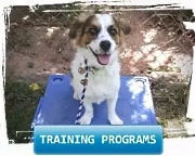 dog training programs