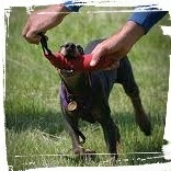 dog playing tug