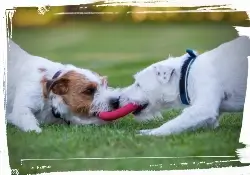 dogs playing tug of war