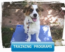 dog training programs