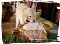 puppy eating turkey table scraps